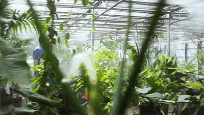 亞馬遜瘋了！7年砸250億，把熱帶雨林“搬進(jìn)”辦公室